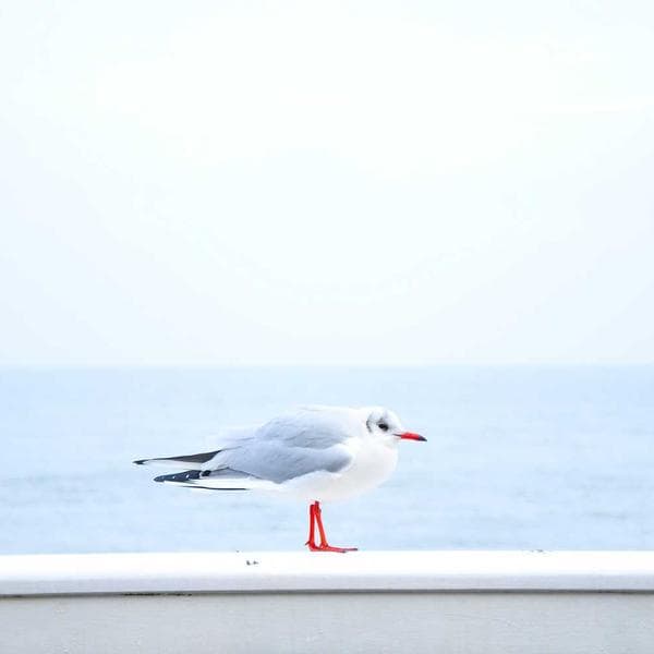 Slow Wind